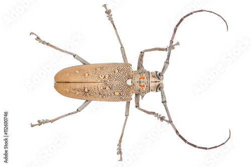 Close up of a Longhorn beetle ( Coleoptera-Cerambycidae )