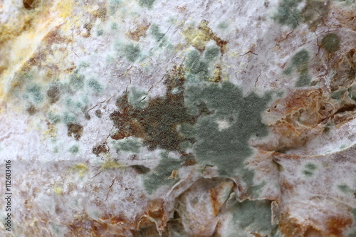 Loaf of bread covered in green, white and brown mold, close-up