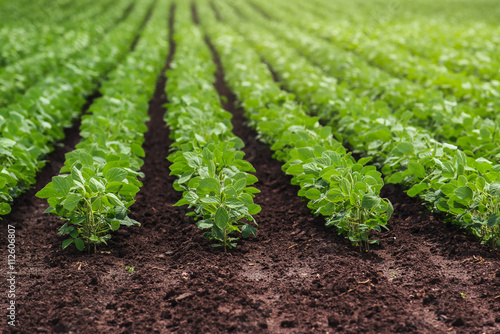 Rows of cultivated soy bean crops