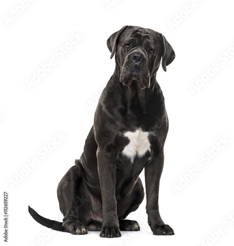 Cane Corso isolated on white