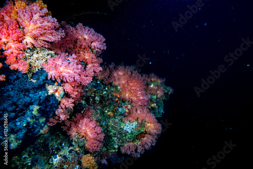 Alcyonarian Soft Coral wall underwater landscape panorama