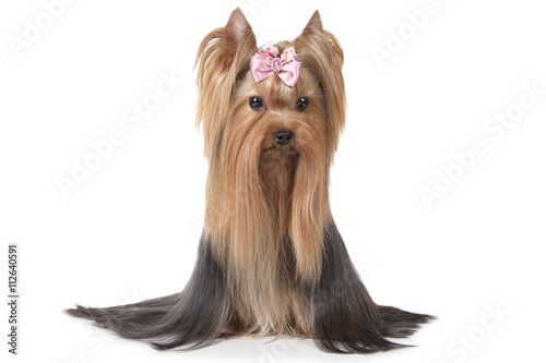 Two years old Yorkshire terrier dog