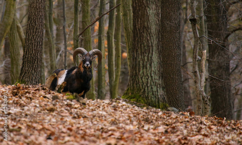 mouflons in forrest posing