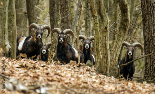 mouflons in forrest posing