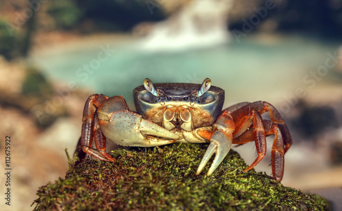 rainbow crab