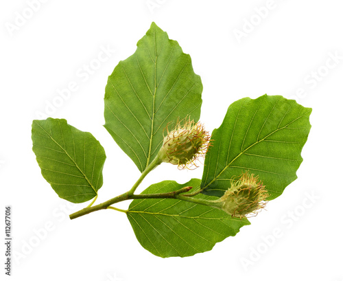 Beech branch with leaves and fruits