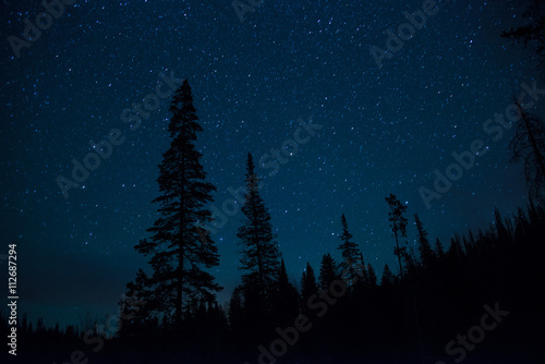 Starry night in pine forest