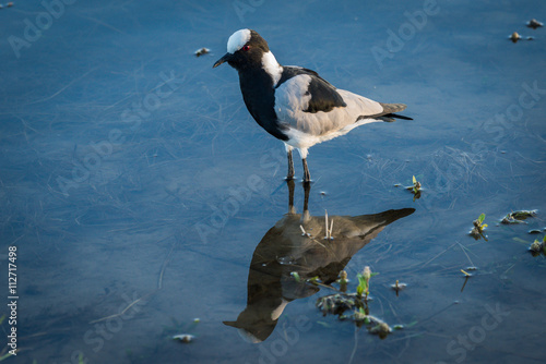 Blacksmith plover reflected in shallows with plants