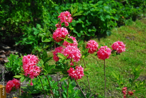 Rododendron, różanecznik, rhododendron