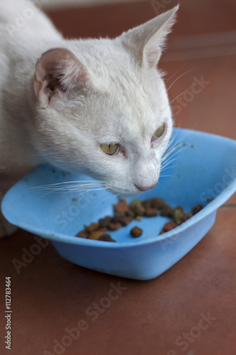 White cat eat granules