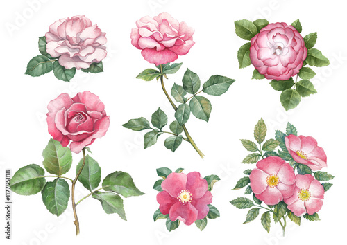 Watercolor illustrations of rose flowers