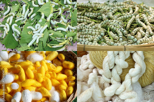 silkworm yellow and white for textiles, raw silk thread