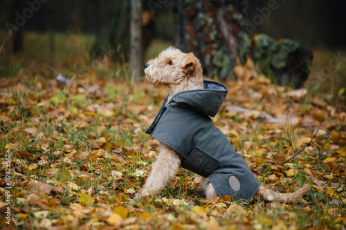 Terrier dog in a raincoat in autumn forest