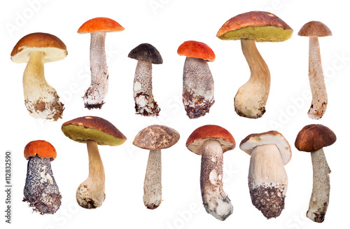 collection of twelve isolated edible mushrooms