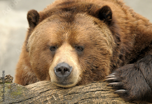 Alaskan Brown (Grizzly) Bear