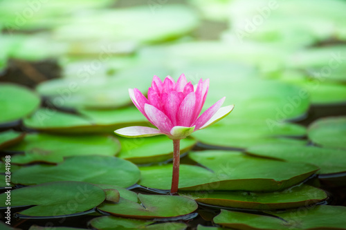 Pink Water Lily