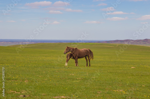 Horse with a foal in the steppes of Kazakhstan near Almaty