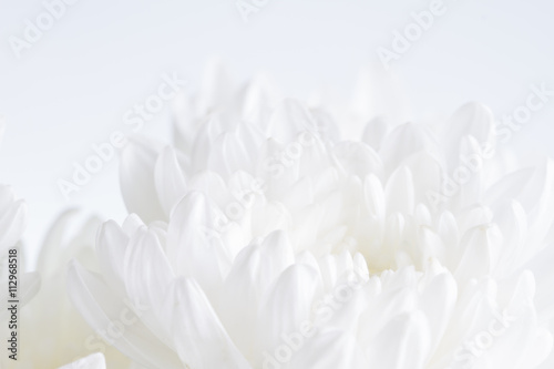 White flower closeup