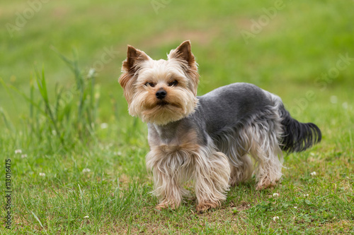 Cute small playful yorkshire terrier