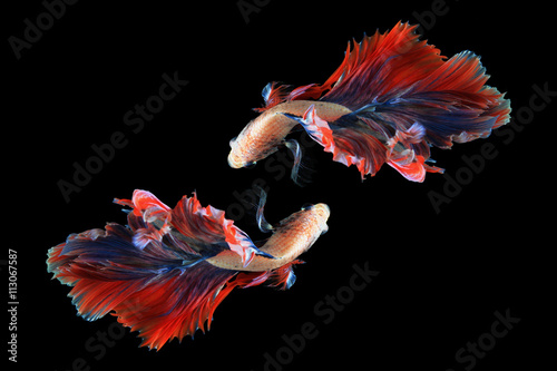 Podwójna betta ryba odizolowywająca na czarnym tle. (Maskotka podwójny ogon) Ballerina betta fish
