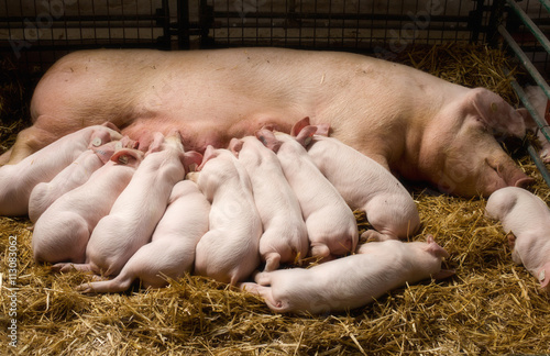 Sow with piglets nursing