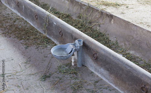 Self filling drinker for cattle