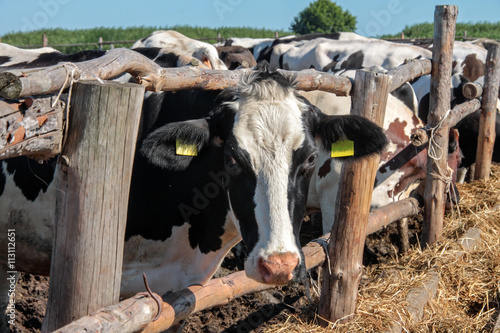 Cows grazing in a pen on a bright sunny summer day