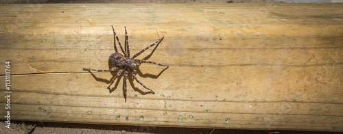 Canada's largest creepy looking spider, the Dock spider of the Pisauridae family, Dolomedes sp), sitting atop a piece of 4x4 lumber on a sunny day.