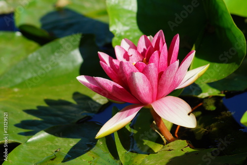 Nymphaea - Pink waterlily - Aquatic vegetation, water plants