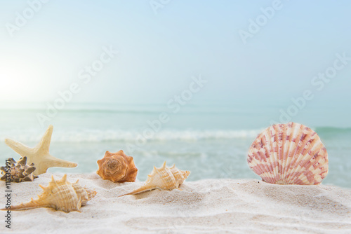 Summer concept with sandy beach, shells