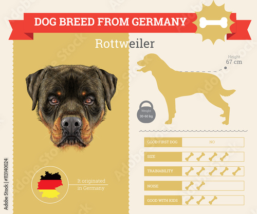 Rottweiler Dog breed vector infographics.