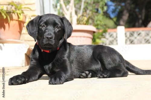 Lindo cachorro labrador