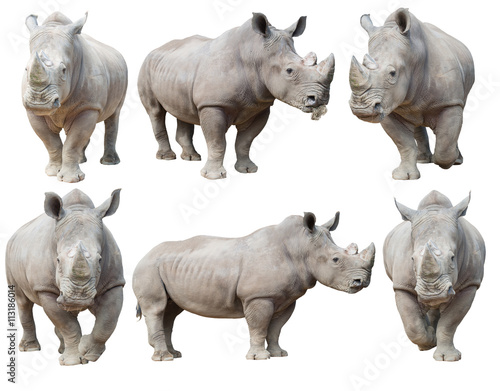 white rhinoceros, square-lipped rhinoceros isolated