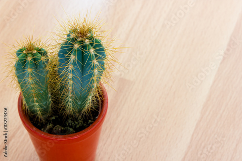 Cactus plant with thorns