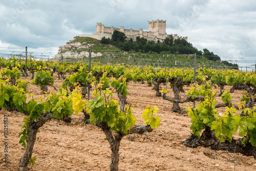 Vineyard with Castle of Penafiel as background, Valladolid Province, Castile-Leon (Spain)