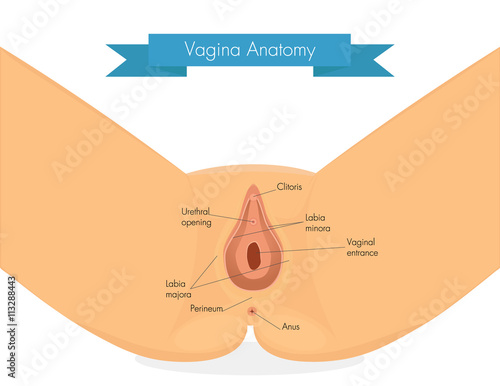 Vagina anatomy. Clean illustration of vulva.