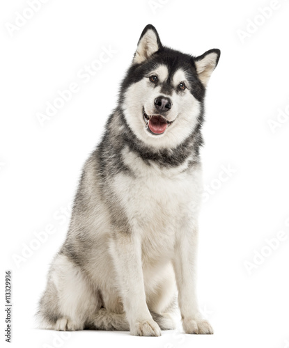 Alaskan Malamute isolated on white