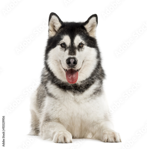 Alaskan Malamute isolated on white