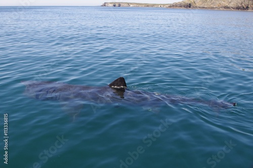 Basking Shark