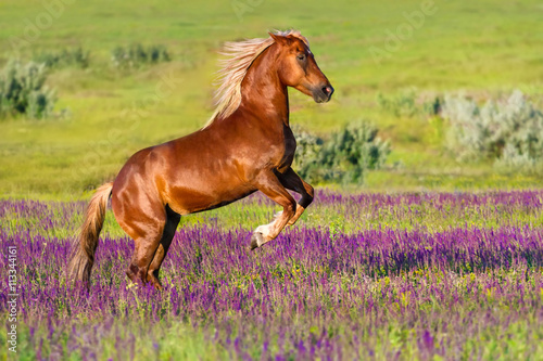 Red horse rearing up in field of flowers