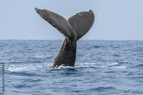 Humpback Whale in Machalilla national park, Ecuador