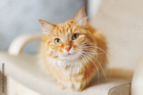 Cute ginger cat is sitting on chair. Fluffy pet looks curious. Cozy home background.