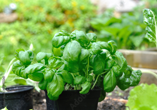 basilic en pot dans potager