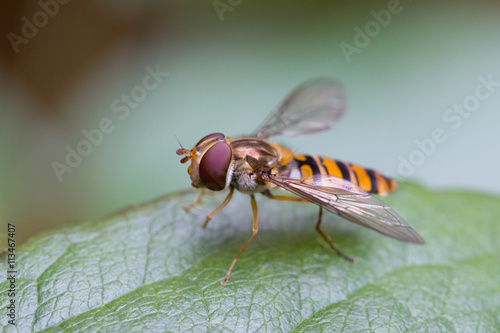 Closeup of a hoverfly, or syrphid fly (Syrphidae family) on a green leaf.