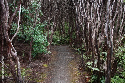 New Zealand forest - rata