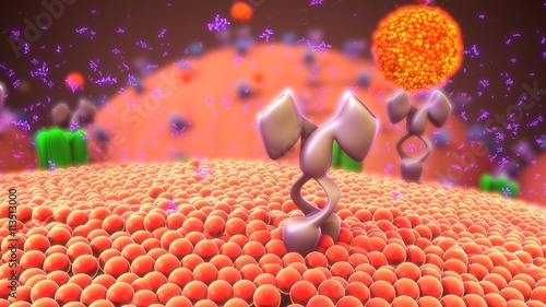 Cell membrane receptors