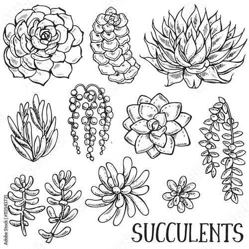 Hand drawn succulent plants vector set