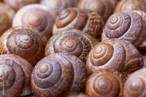 lot of spiral snails shells abstract detailed macro photo