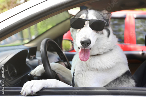 Cute dog in sunglasses sitting in car