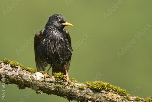 Starling bird on the branch (sturnus vulgaris)